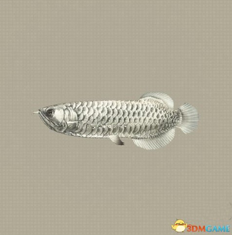 尼爾機械紀元魚類圖鑒大全 尼爾魚類分布位置一覽