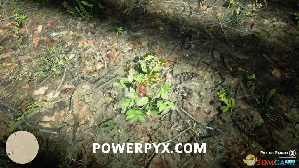 《碧血狂殺2》全普通植物采集地點及外觀一覽（附地圖）