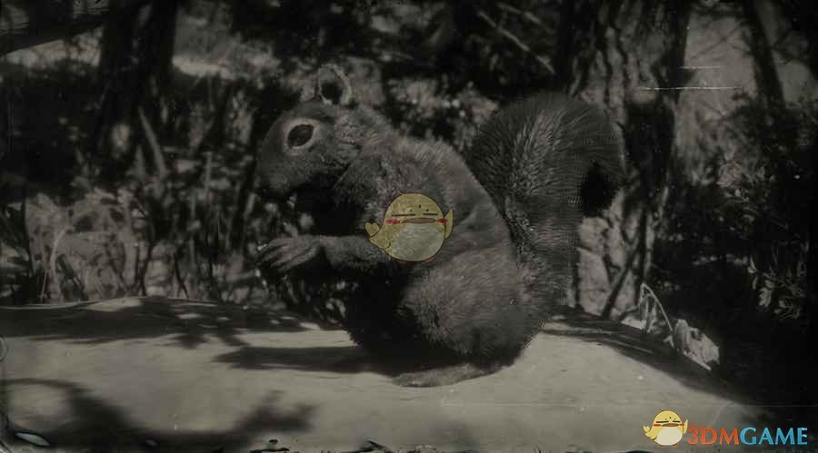 《碧血狂殺2》美國西部灰松鼠圖鑒一覽