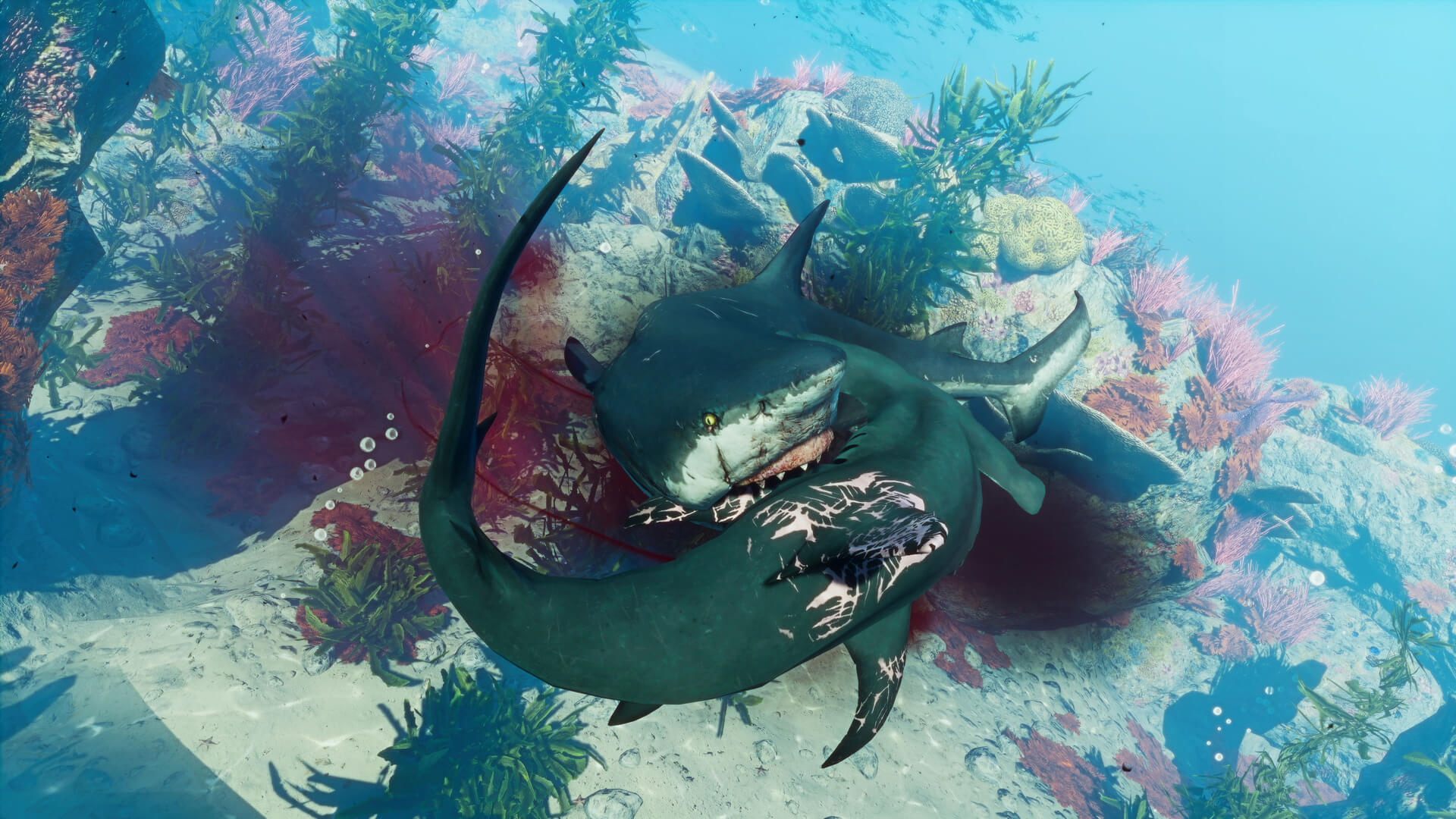 模擬遊戲《食人鯊》全新截圖放出 瘋狂鯊魚血腥殺戮