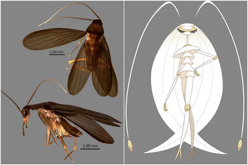 新加坡發現新種蟑螂 科學家使用寶可夢名字為其命名
